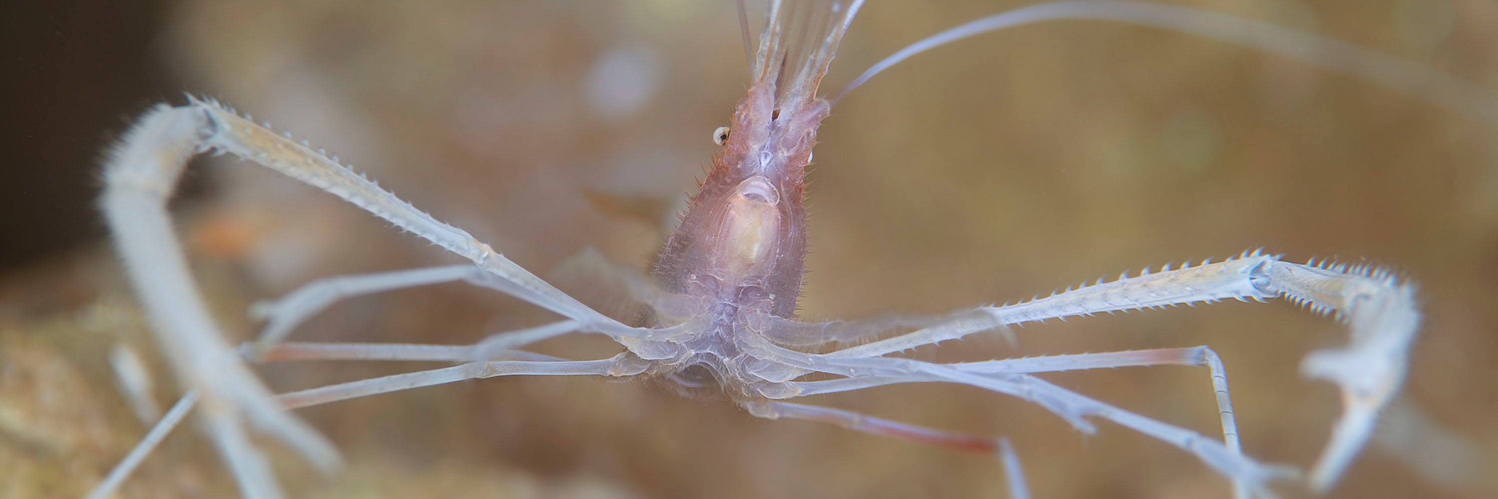 crevette, centre de plongée sous marine à Tahiti