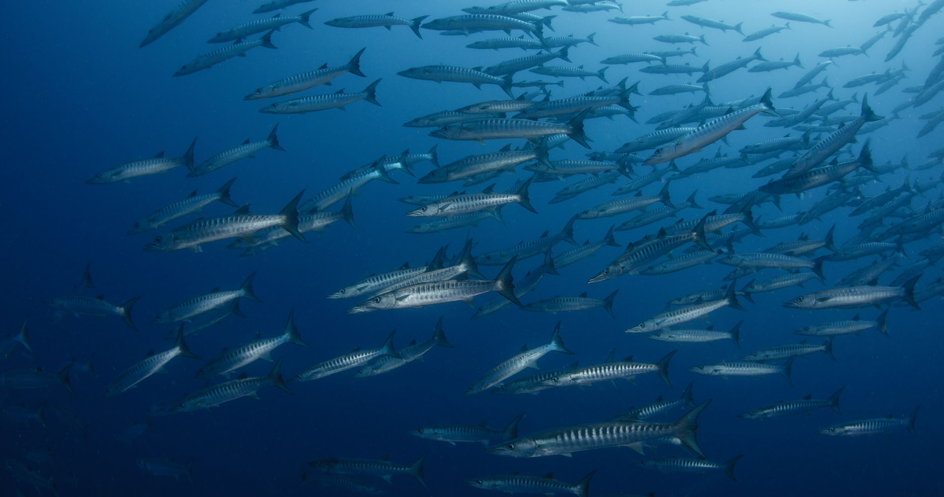 barracudas, centre de plongée à Tahiti, mokarran diving