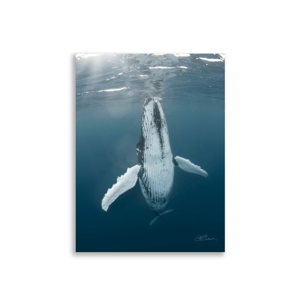whale 9