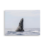 whale 2